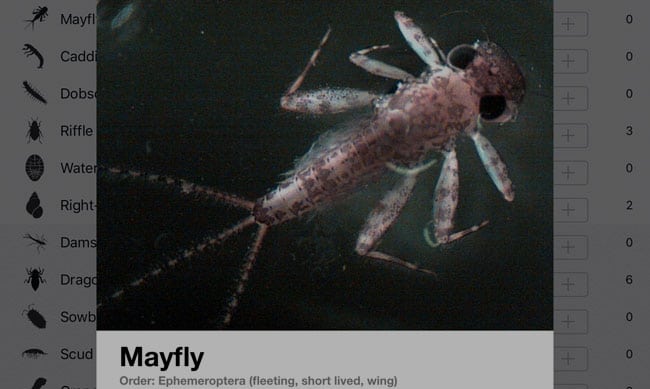 Mayfly card in Water Quality App