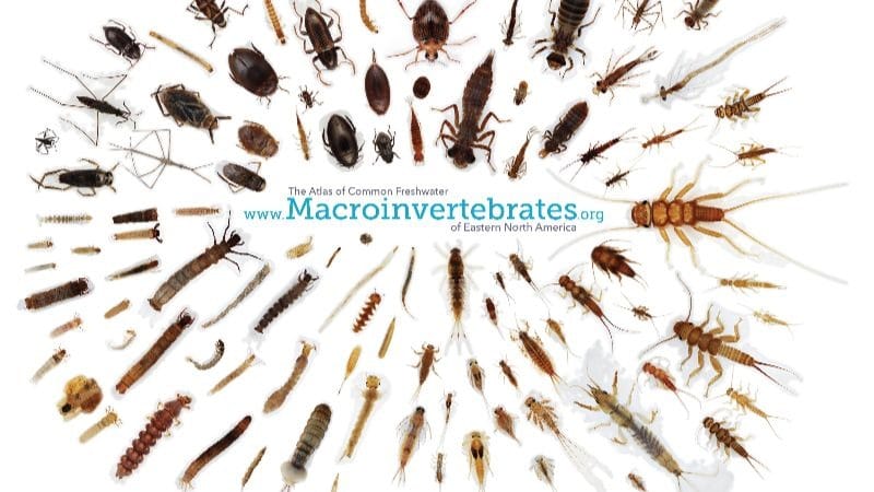 The Atlas of Common Freshwater Macroinvertebrates of Eastern North America.