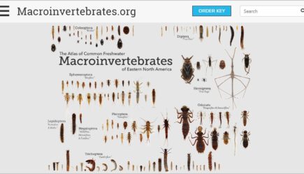 Macroinvertebrates.org Help